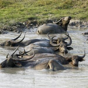 CHASSE AUX GRANDS GIBIERS 