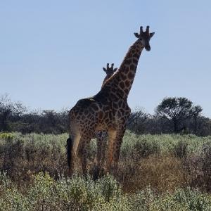CHASSE MIXTE À L’APPROCHE : ANTYLOPE ET AUTRES 