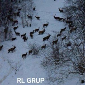 Chasse gros gibiers