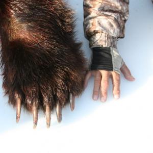 CHASSE DE L’ÉLAN GÉANT ET OURS 