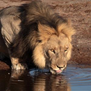 FÉLIN CHASSE À L’APPROCHE : LION ET LIONNE 