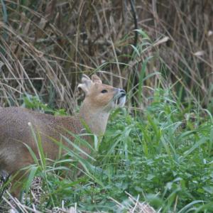 CHINESE WATER DEER 