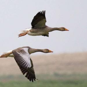 CHASSE AUX PETITS GIBIERS 