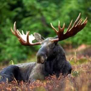 CHASSE AU GRAND GIBIER : ÉLAN, LOUP et CERF 