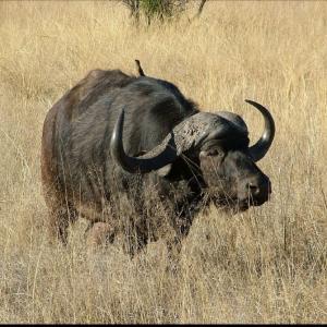 SAFARI : BUFFLE, ÉLÉPHANT, ANTYLOPE 