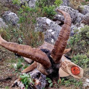 CHASSE DES BOUQUETINS IBERIQUES : IBEX RONDA 