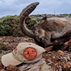 Espagne - Bouquetin Ibérique Ibex Sierra Nevada 