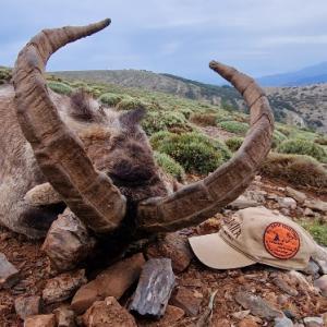 CHASSE DES BOUQUETINS IBERIQUES : IBEX SIERRA NEVADA 