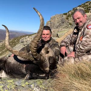 Espagne - Bouquetin Ibérique Ibex de Gredos