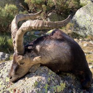 CHASSE DES BOUQUETINS IBERIQUES : IBEX DE GREDOS 