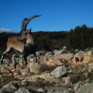 Espagne - Bouquetin Ibex Beceite