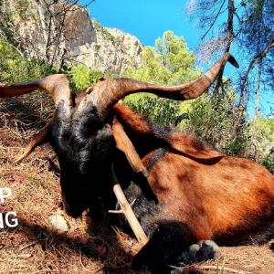 CHASSE DU BOC BALEAR : LA CHEVRE DES BALEARES 