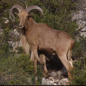 CHASSE DU MOUFLON À MANCHETTE (ARRUI)