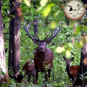 BRAME DU CERF 