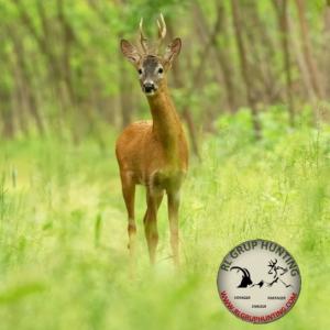 BROCARD À L’APPROCHE 
