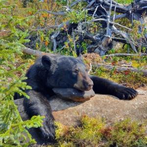CHASSE À L’OURS NOIR À L’APPROCHE 