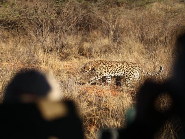 LE SAFARI KATANENO 