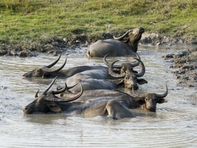 CHASSE AUX GRANDS GIBIERS 