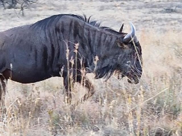 CHASSE MIXTE À L’APPROCHE : ANTYLOPE ET AUTRES 