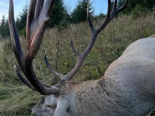 LE BRAME DU CERF APPROCHE 