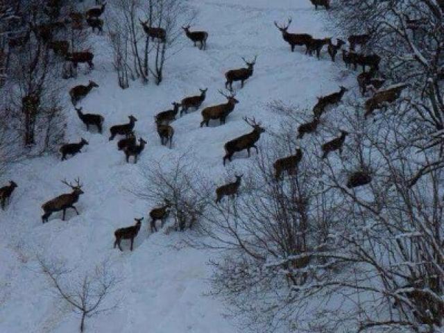 Chasse gros gibiers