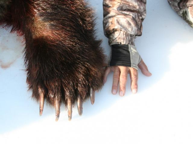CHASSE DE L’ÉLAN GÉANT ET OURS 