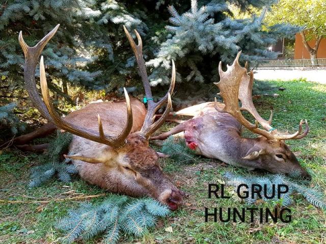 Chasse petit gibiers