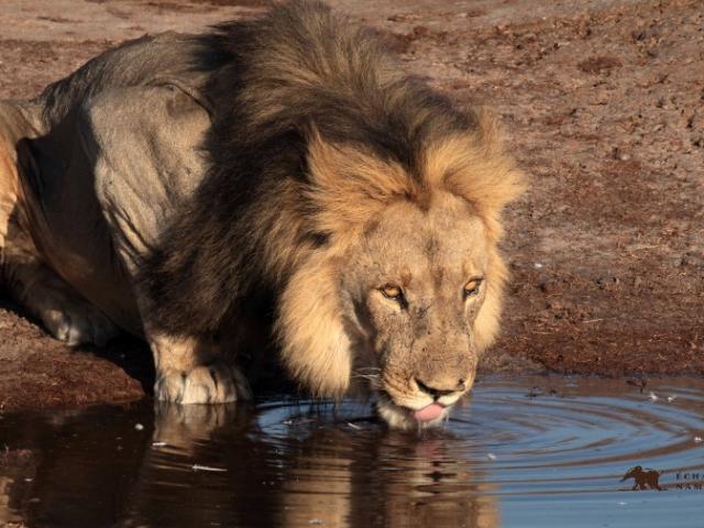 FÉLIN CHASSE À L’APPROCHE : LION ET LIONNE 