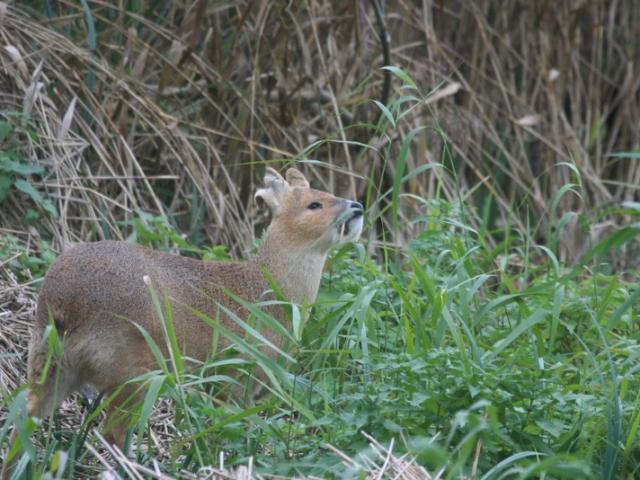 CHINESE WATER DEER 