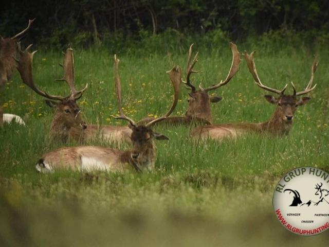 Chasse petit gibiers