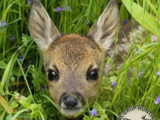 Chasse petit gibiers