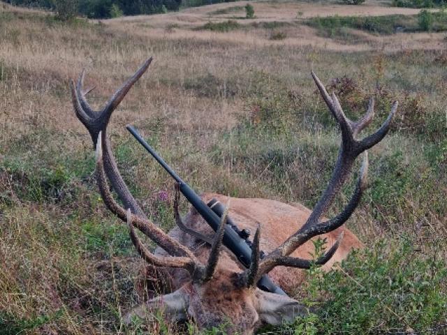 LE BRAME DU CERF APPROCHE 