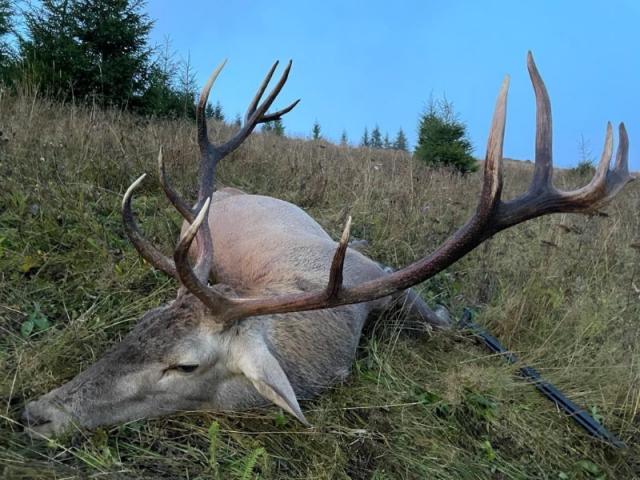 LE BRAME DU CERF APPROCHE 