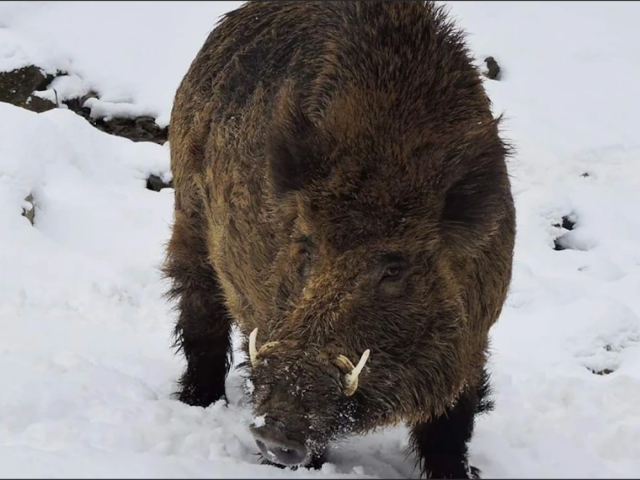 BATTUE DE SANGLIER EN TERRITOIRE DE MONTAGNE 