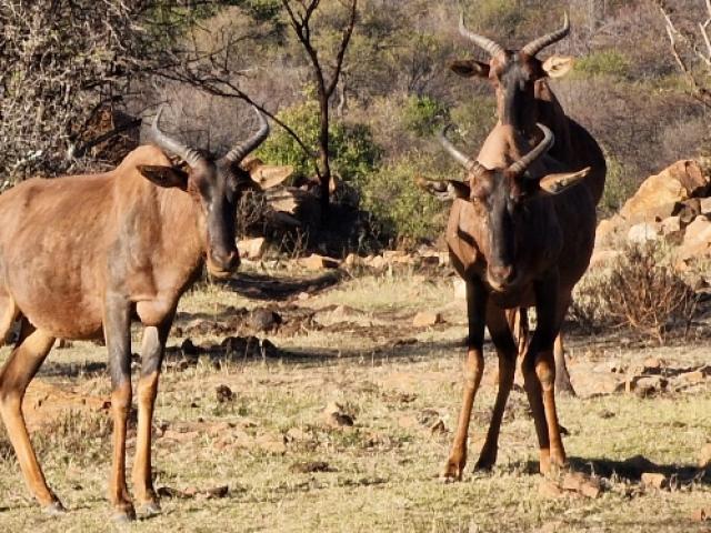 CHASSE MIXTE À L’APPROCHE : ANTYLOPE ET AUTRES 