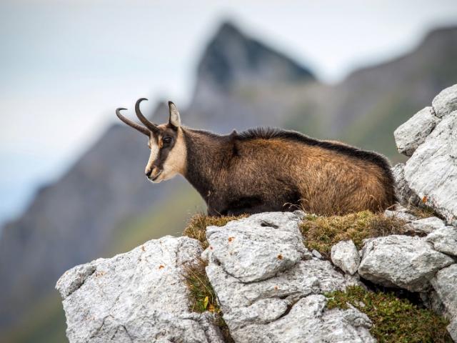 CHASSE AU CHAMOIS 