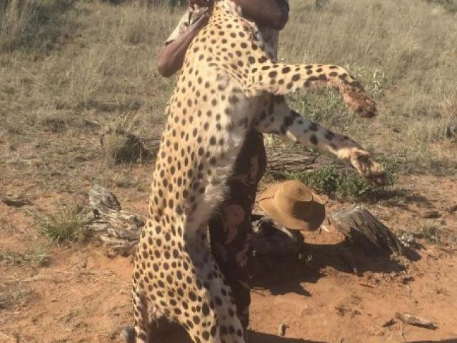 Namibie - Léopard