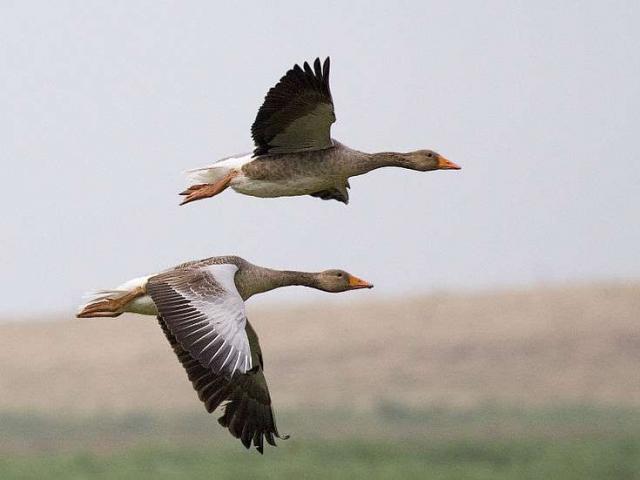 CHASSE AUX PETITS GIBIERS 