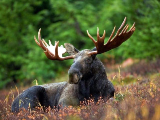 CHASSE AU GRAND GIBIER : ÉLAN, LOUP et CERF 