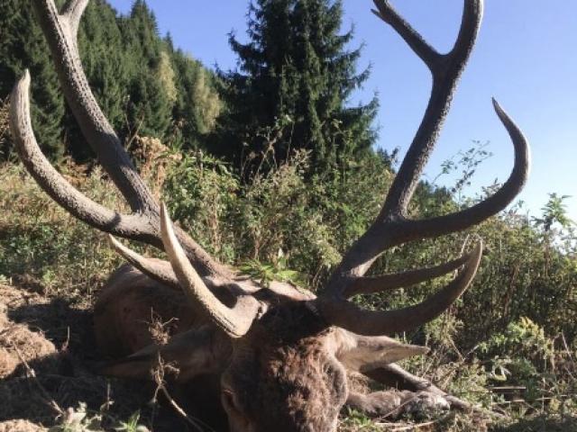 LE BRAME DU CERF APPROCHE 