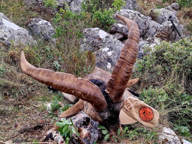 CHASSE DES BOUQUETINS IBERIQUES : IBEX RONDA 