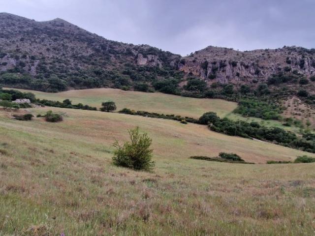 CHASSE DES BOUQUETINS IBERIQUES : IBEX RONDA 