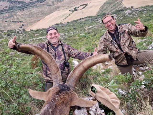 Espagne - Bouquetin Ibex Ronda