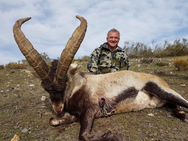 CHASSE DES BOUQUETINS IBERIQUES : IBEX RONDA 