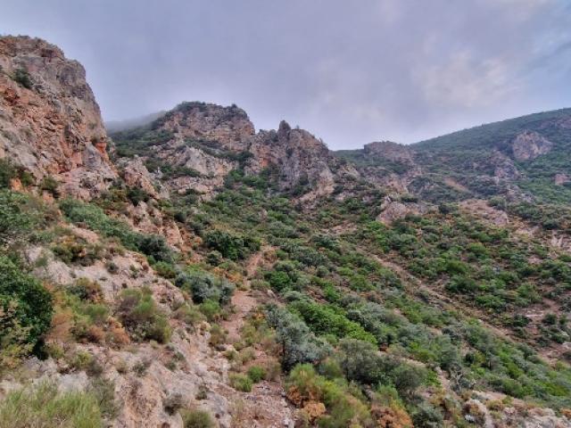 Espagne - Bouquetin Ibérique Ibex Sierra Nevada 