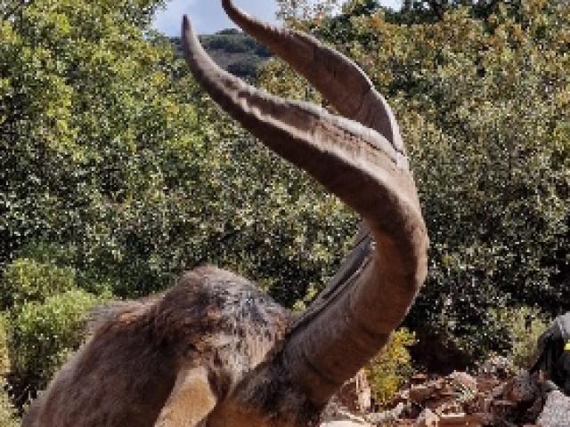 Espagne - Bouquetin Ibérique Ibex Sierra Nevada 