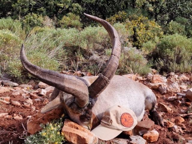 CHASSE DES BOUQUETINS IBERIQUES : IBEX SIERRA NEVADA 