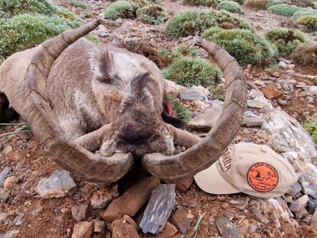 Espagne - Bouquetin Ibérique Ibex Sierra Nevada 