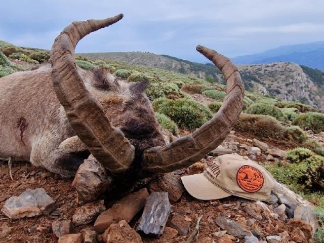 CHASSE DES BOUQUETINS IBERIQUES : IBEX SIERRA NEVADA 