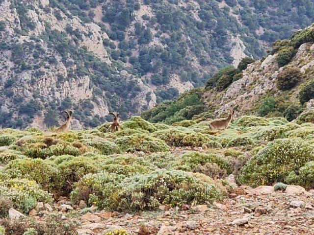 Espagne - Bouquetin Ibérique Ibex Sierra Nevada 